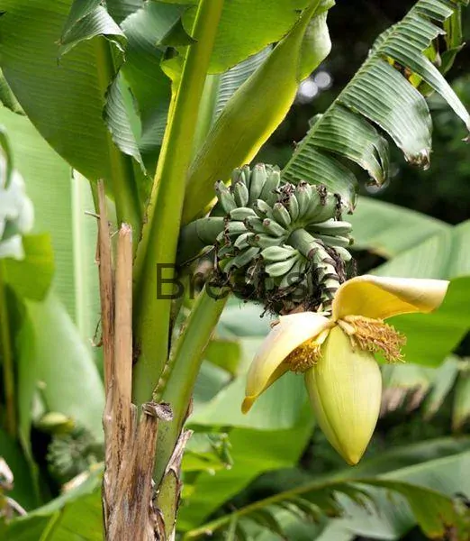 Musa basjoo 'Dajiao'